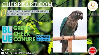 BLUE GREEN CHEEK CONURE || CONURE BIRDS || CHIRPKART || ONLINE PET SHOP || COIMBATORE