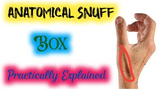 anatomical snuff box | anatomical snuff box anatomy