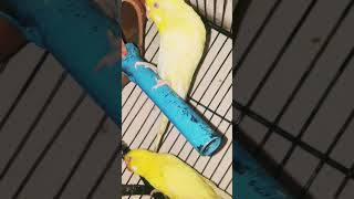 budgie Care 😘😘 #birds #animals #birdsounds #parrottalking