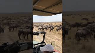 On Safari in the Masa Mara during the great migration