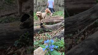 Beautiful Spring Day #shorts #bellevernon #pittsburgh #doodle #goldendoodle #dog #offleash