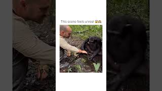 Chimpanzee drinking water with human hands