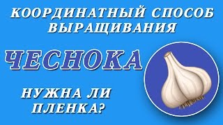 Координатный способ выращивания чеснока! Выращивание под пленкой. Биопленка!