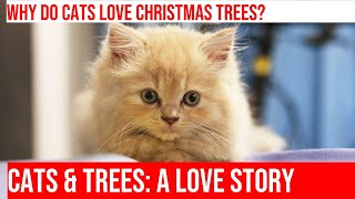 Cats and Christmas Trees: Keeping Your Kitty Away From the Tree!