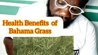 Health Benefits of Bahama Grass