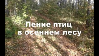 Звуки природы. Пение птиц в лесу. AyurClub