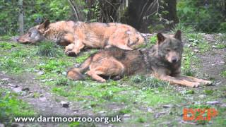 A sunny day at Dartmoor Zoo