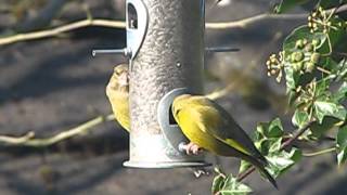 British Birds UK. Greenfinches. The Male and Female