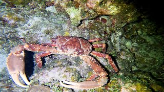 Scuba Diving in Roatán, Honduras - "Overheat" - November 2022