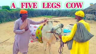 A cow with five legs panch paon wali gai 🐄 #tharigeet