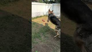 Charlie plays fetch #shorts #germanshepherdpuppy #viraldogsvideos #cutedogs #1kviews #subscribe