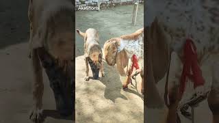 Dog Vs Goat #shorts #viral #shortsfeed