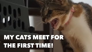 2 Cats Meet for the First Time