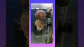 #itni badi flowerhorn fish#shortsvideo