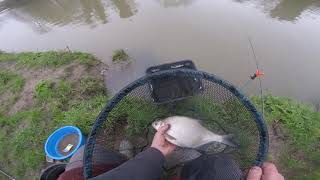 red letter day on the bream