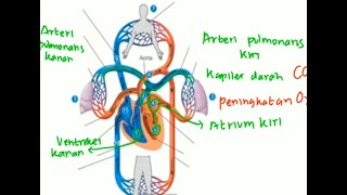 BIOLOGI - Part 2 - Sistem Peredaran Darah