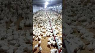 broiler chicken ground farming