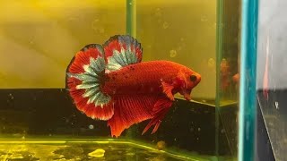 Betta HMPK Hellboy Cod. 905 - LAMANGROVIA.COM