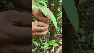 #tomatoplant #jutetwine #farming #polyhouse #nature #permaculture #garden #permaculture #viralshorts