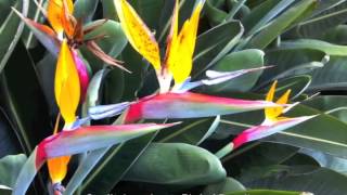 Strelitzia reginae - Bird of Paradise