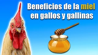 beneficios de la miel en gallos y gallinas