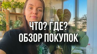 ЧТО? ГДЕ? Обзор покупок для растений