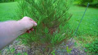 Giant Sequoia Update - Grown From Seed