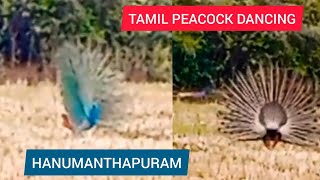 DANCING OF PEACOCK/PEACOCK DANCING/TAMILAN