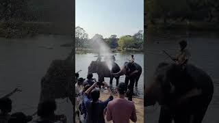 Dubare Elephant Camp Coorg #madikeri Elephant bath