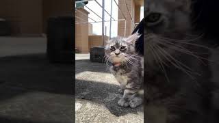 I'm a kitten different from others 😍😍    /funny video/ animals/ {Giraffe King}