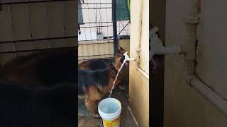 Drinking water💦💧💦💧#companiondog #germanshepherd #sigmarulestatus #doglover #subscribetomychannel