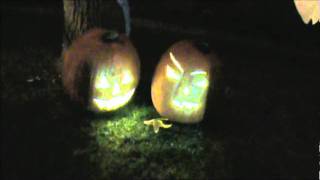 Talking Pumpkins First Outdoor Test