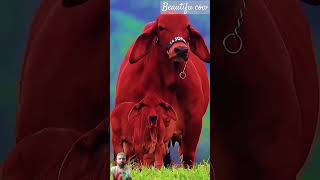 Beautifull cow#youtubeshorts viralshort#