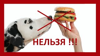 Что нельзя давать щенку !!! (перезалив)