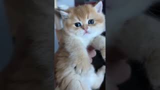 Baby Cats - Cute and Funny Cat Videos #cat#tiktok#shorts (14)