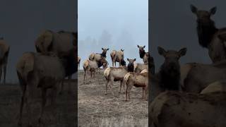 Elk for days! Spring might be coming early this year… Elk are already loosing there winter coats!