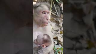 Cute Baby Monkey's Sweetest Moments 🐒🍼