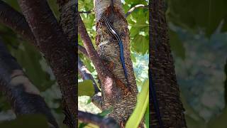 We see you Mr Skink👀#amazing #wildlife #outdoors #skink #lizard #fun #shorts ​⁠@MindlessBuilders