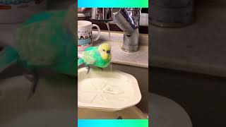 You Won't Believe How This Budgie Enjoys Bath Time! #birds  #viral #parakeet #parrot #shorts