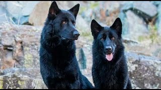 CALUPOH el increible Perro Lobo Mexicano