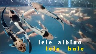 ngasih makan ikan lele albino lele sapi lele bule lele belang namanya banyak