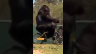 🦍 Gorilla Riding cycle