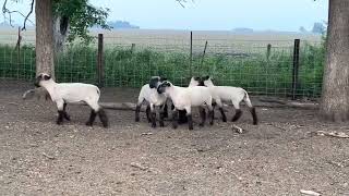 5 ewe lambs (1)