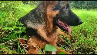 German shepherd puppy in garden