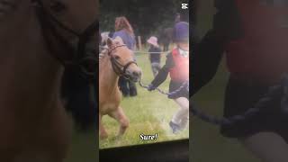 #horse