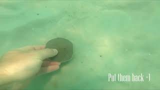 Siesta Key Sand Dollars