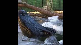 Alligators survive in frozen swamps by sticking their noses through the ice to breathe