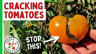 Tomatoes Cracking? How To Stop Tomatoes From Splitting On The Vine - Geeky Greenhouse