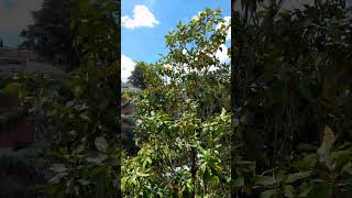 the biggest flower I've ever seen|Southern Magnolia #shorts #satisfying #asmr