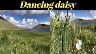 Dancing daisy with relax music |Creative common licence